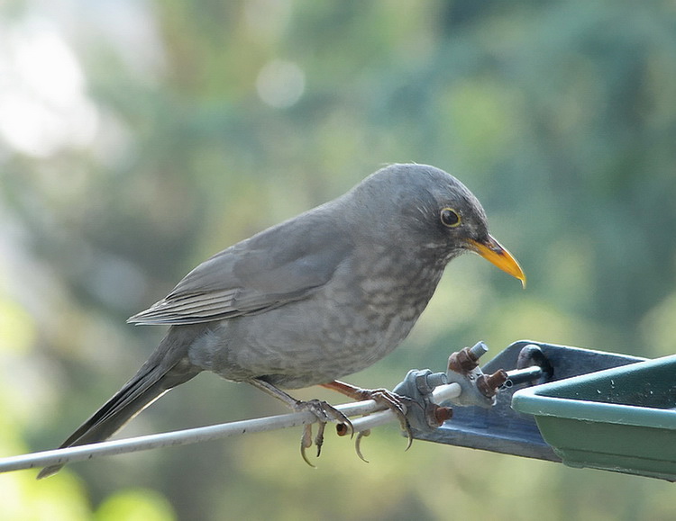 Tordus merula dal mio balcone...